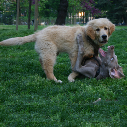 Educazione Del Cane