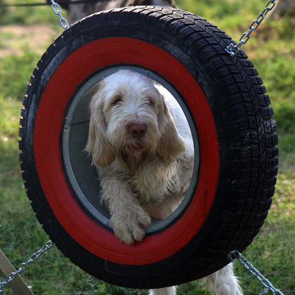 AGILITY DOG