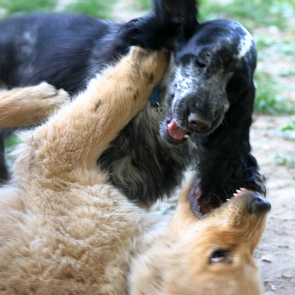 EDUCAZIONE CUCCIOLI e CUCCIOLONI