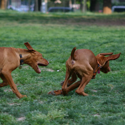 EDUCAZIONE CUCCIOLI e CUCCIOLONI