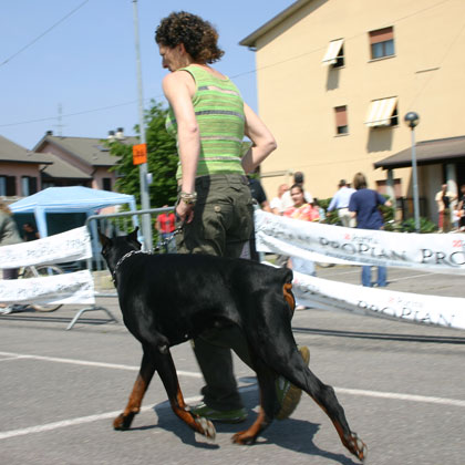 PREPARAZIONE PER LE ESPOSIZIONI