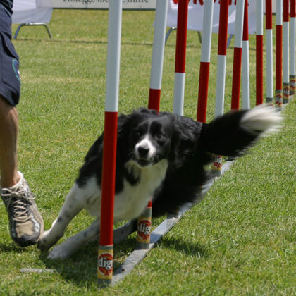 AGILITY DOG