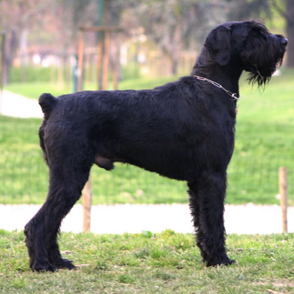 CONSULENZA PER LA SCELTA DEL CANE
