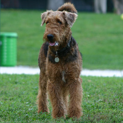 CONSULENZA PER LA SCELTA DEL CANE
