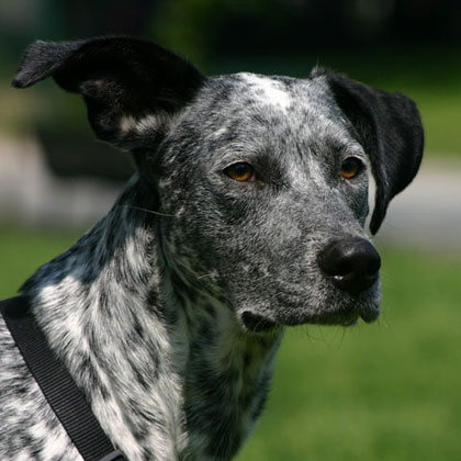 CONSULENZA PER LA SCELTA DEL CANE
