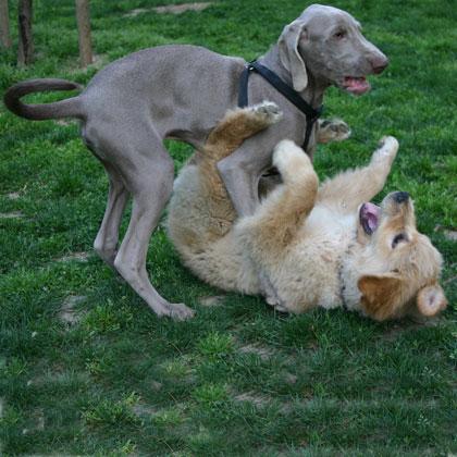 Artù e Harry, Golden Retriever e Weimaraner di 4 mesi, giocano alla lotta