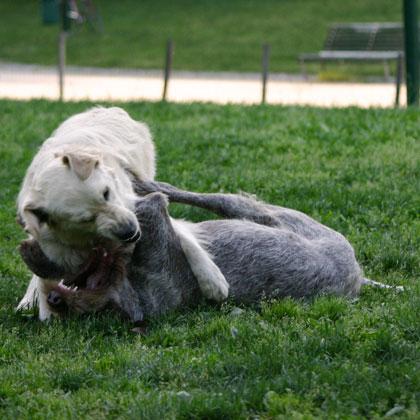 Pluto e Teresa, spinone italiano e golden retriever, lottano animatamente entrambi pur usando la bocca stanno molto atte