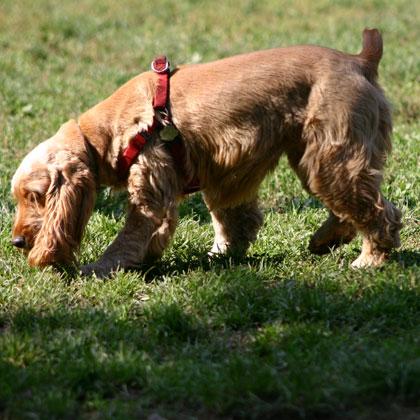 I giochi di fiuto sono dei rimedi straordinari contro la noia e l'iperattività impegnano qualsiasi cane divertendolo imm