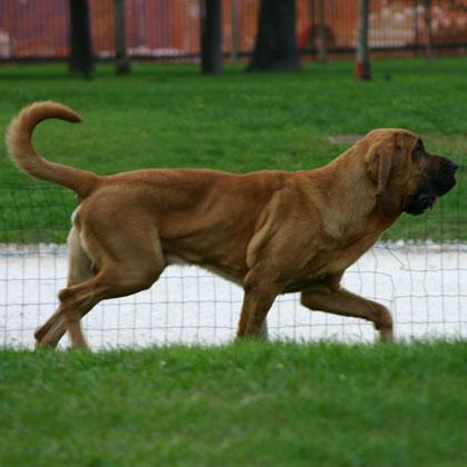 Cooper, Bloodhound o Chien de St. Hubert, maschio 15 mesi