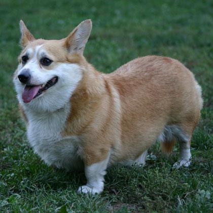 Cleo, Pembroke Welsh Corgis, femmina di 7 anni