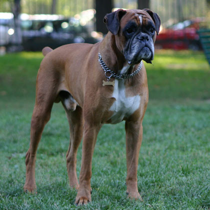 Orfeo "Nino", Boxer fulvo, maschio di 8 anni