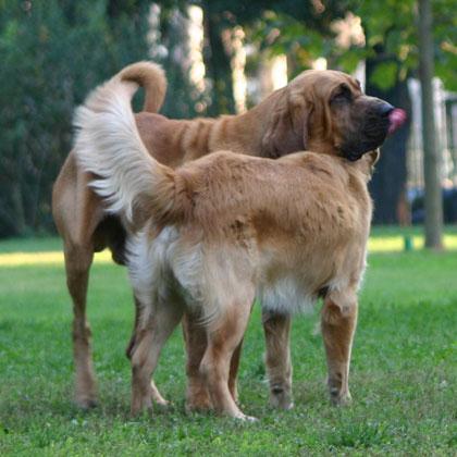 Cooper, Bloodhound, assumendo la T position rispetto ad Artù, Golden, dimostra dominanza ma vista la sua giovane età con
