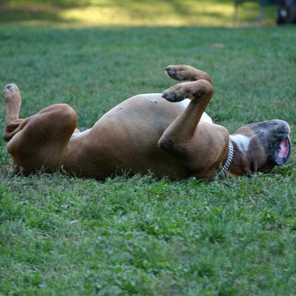 Orfeo, 8 anni, completamente a suo agio si rilassa mettendosi sulla schiena