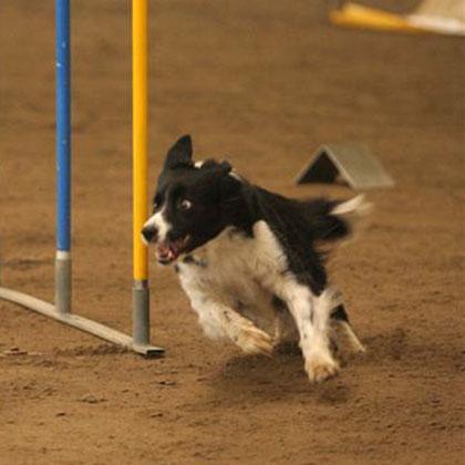 Margot, splendida Border Collie, compie con una velocità impressionante lo slalom. La velocità di reazione, le doti atle