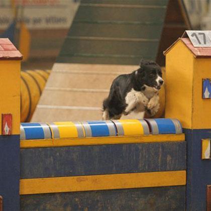 Il muro non è un semplice salto in agility, l'ostacolo è pieno e il cane non può vedere al di là del salto, spesso è tin