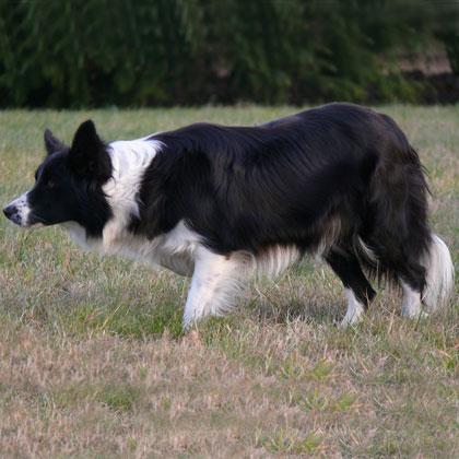 Gaya di Borderfarm, Border Collie, femmina di 5 anni