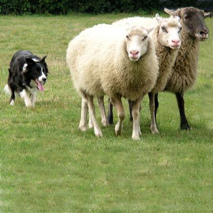 La collaborazione tra l'uomo e il cane ha radici molto antiche