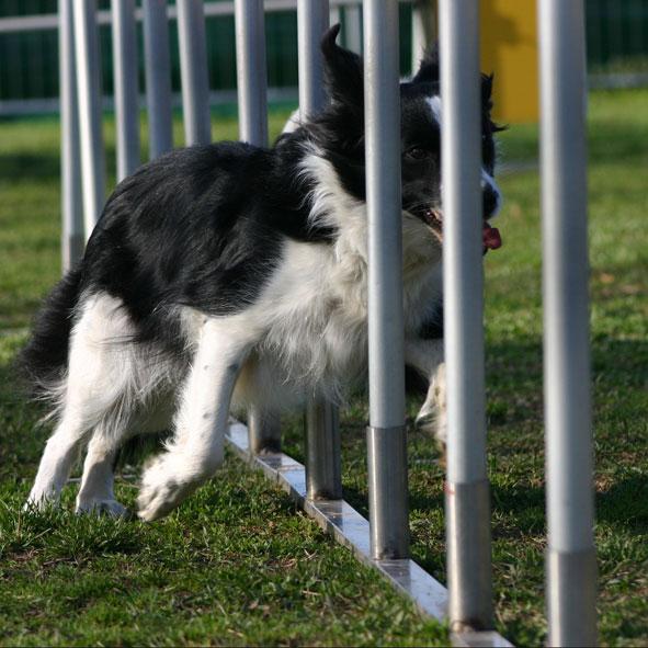 Annwyn, border collie di 4 anni, esegue lo slalom con sicurezza e velocità