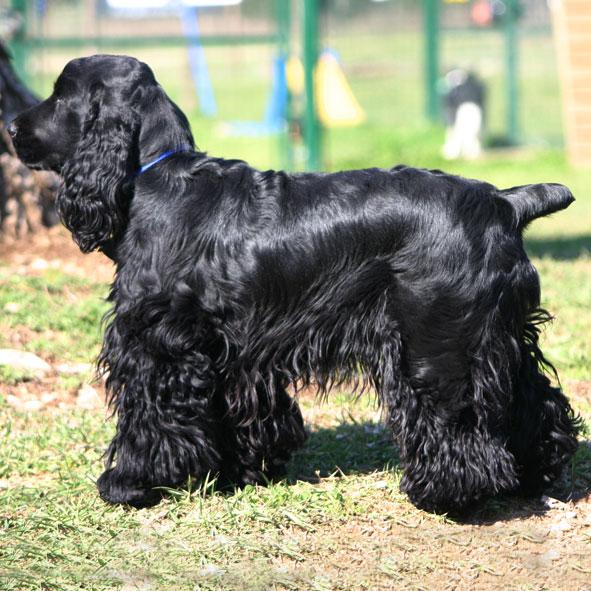 Seppia, Coker Spaniel Inglese, femmina di 16 mesi