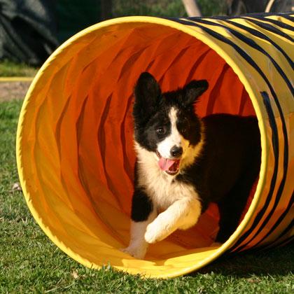 Mac Rush Border Collie 3 mesi si diverte a correre nel tubo di agility