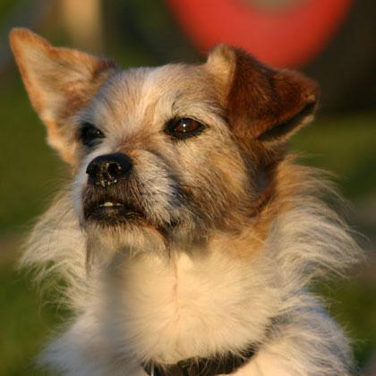 Lillo, 10 anni, splendido meticcio di piccola taglia