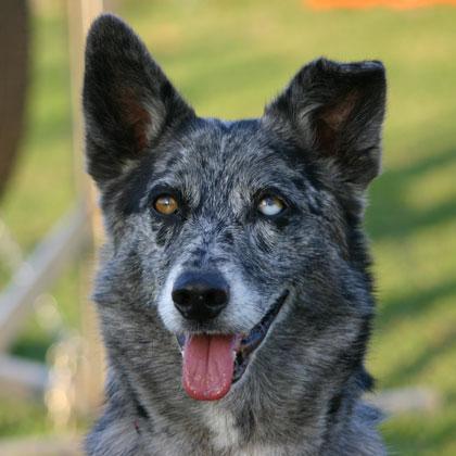 Frida, 7 anni, un viso che incanta