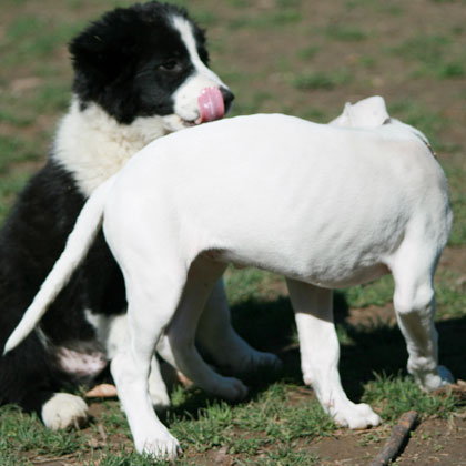 Il gioco tra il Border Collie e il Dogo Argentino si è fatto troppo duro, Rush il Border Collie invia numerosi segnali d