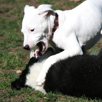 Lotta accesa ma assolutamente simulata tra il Border Collie e il Dogo Argentino entrambi di tre mesi