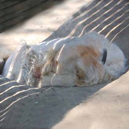 Orma, trova una buca e si raggomitola dentro come avrebbe fatto una sua antica antenata, scaccerà qualsiasi cane tenti d