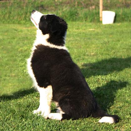 Ottenere l'attenzione del cane su richiesta, sguardo del cane rivolto direttamente ai nostri occhi, è uno dei primi eser