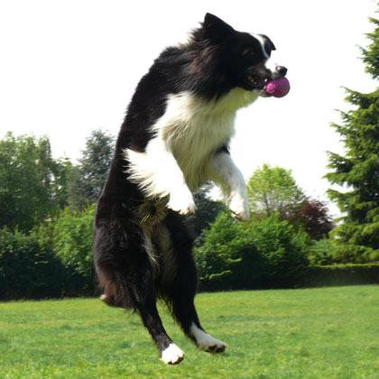 Mac di Borderfarm, Border Collie di due anni, giocando con la palla si esibisce in spettacolari evoluzioni acrobatiche
