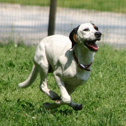 Nina, cucciola meticcia di 6 mesi