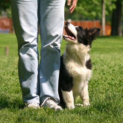 La posizione base, cane seduto in attenzione accanto al conduttore e perfettamente allineato con la sua gamba, è una fig