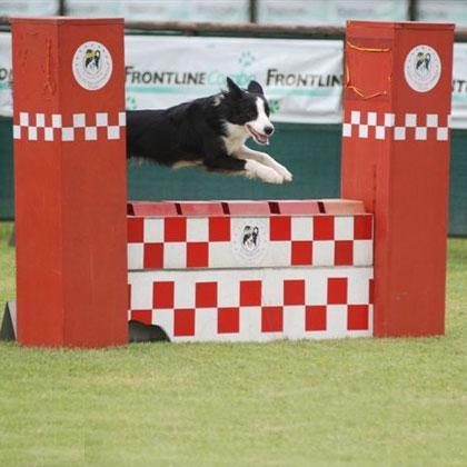 Birba, giovane femmina di Border Collie, al suo debutto ufficiale di agility classe 1 affronta con sicurezza e disinvolt