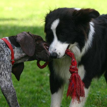 Mac Rush, Border Collie di 6 mesi, e Set, Bracco Tedesco di tre mesi, si contendono tenacemente ma pacificamente una cor