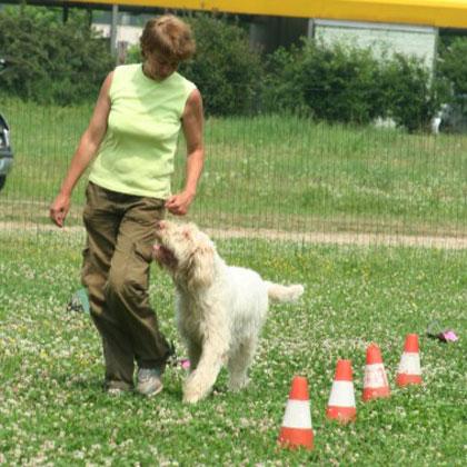 Gastone in condotta esegue la spirale intorno ai coni. La spirale è una delle stazioni della Rally Obedience