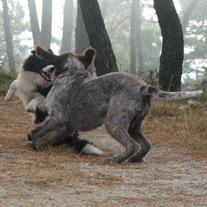 Pluto, spinone italiano di 2 anni, e Mac Rush, border collie di 8 mesi, giocano alla lotta rincorrendendosi e placcandos