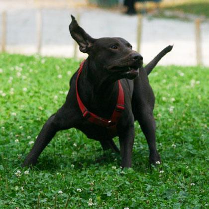 Tom, 2 anni e mezzo, è un buonissimo bracco tedesco adottato da un canile di Milano