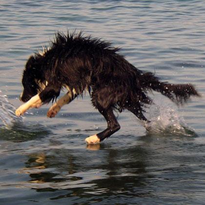 Dark di Borderfarm atterra felice in acqua assumendo una posa tipicamente felina Video tuffi e giochi in piscina