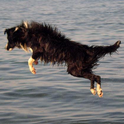 Dark di Borderfarm in posa aerodinamica, mantenendo lo sguardo fisso e attento, raggiunge il suo obiettivo in acqua