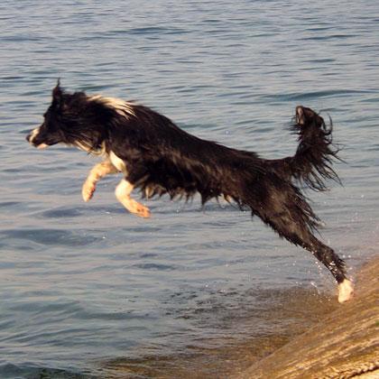 Sequenza fotografica di Dark di Borderfarm, cucciolone di Border Collie di 8 mesi. L'acqua è un elemento che oltre a pia