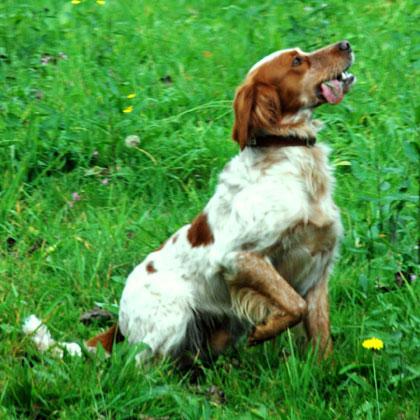 Pem, 2 anni, è un Epagneul Breton trovato in Corsica. Dotato di notevole intelligenza ed equilibrio è capace di compiere