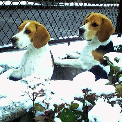 Lapo e Mellman, fratello e sorella di 2 anni e mezzo, sono due gioiosi Beagle che si cimentano, insieme alla loro propri