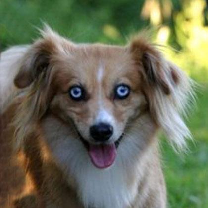Molly, 4 anni, affascinante meticcia di gran cuore, ha assunto il ruolo di tata dei 2 giovani e scapestrati Border Colli