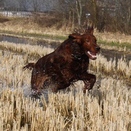 Tristan Incredulous Red, Setter Irlandese di 15 mesi, non disdegna certo le comodità domestiche ma il suo istino venator