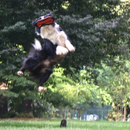 Mac Rush di Borderfarm agguanta il frisbee facendo un salto davvero notevole