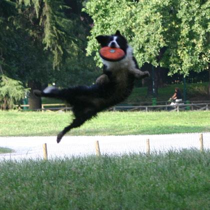 Mac Rush di Borderfarm con estrema agilità afferra il frisbee