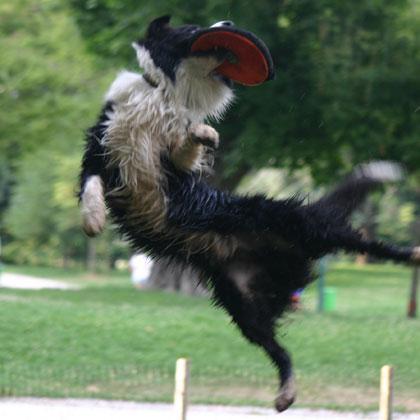 Mac Rush di Borderfarm, 18 mesi, in una sequenza fotografica di salti con il fresbee