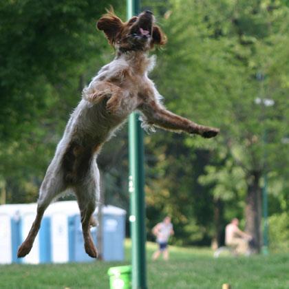Pem calcolando perfettamente i tempi compie un balzo in alto per acciuffare il frisbee