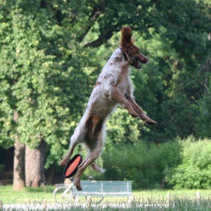 Pem manca per poco la presa. Giocare con il frisbee non è semplice infatti non solo contano le doti atletiche del cane m